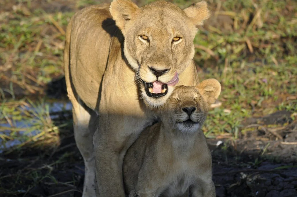 group join safaris tanzania | shared budget safari